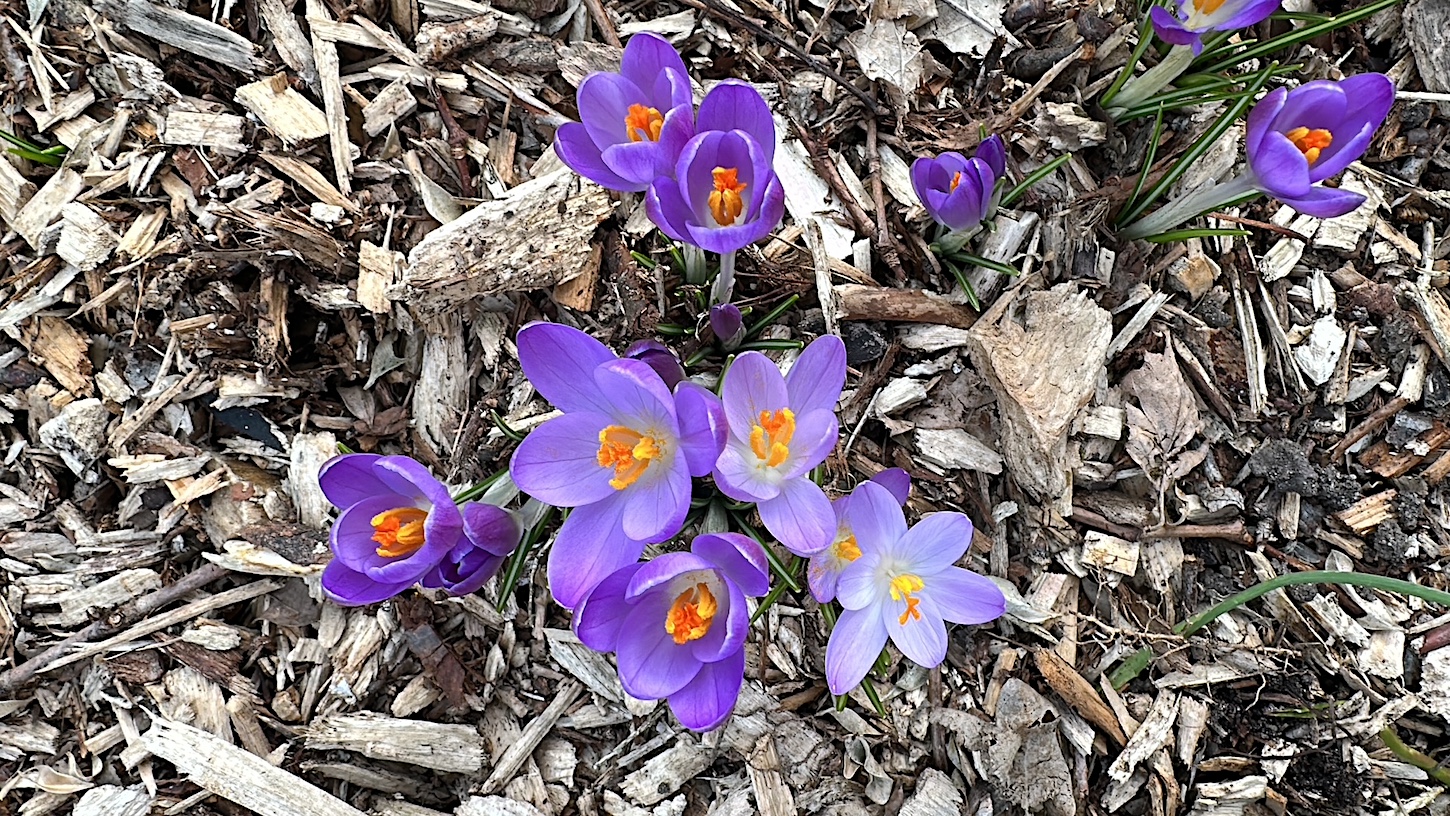 Crocus tommasinianus einheimisch (i.9cmT.), Elfen- Krokus