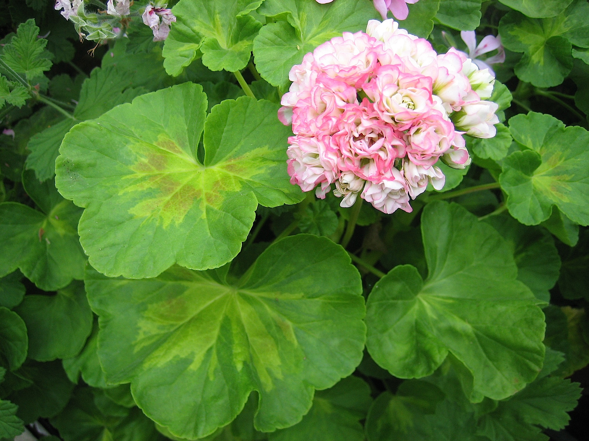 Pelargonium "Happy Appleblossom" i.10cmT.)
