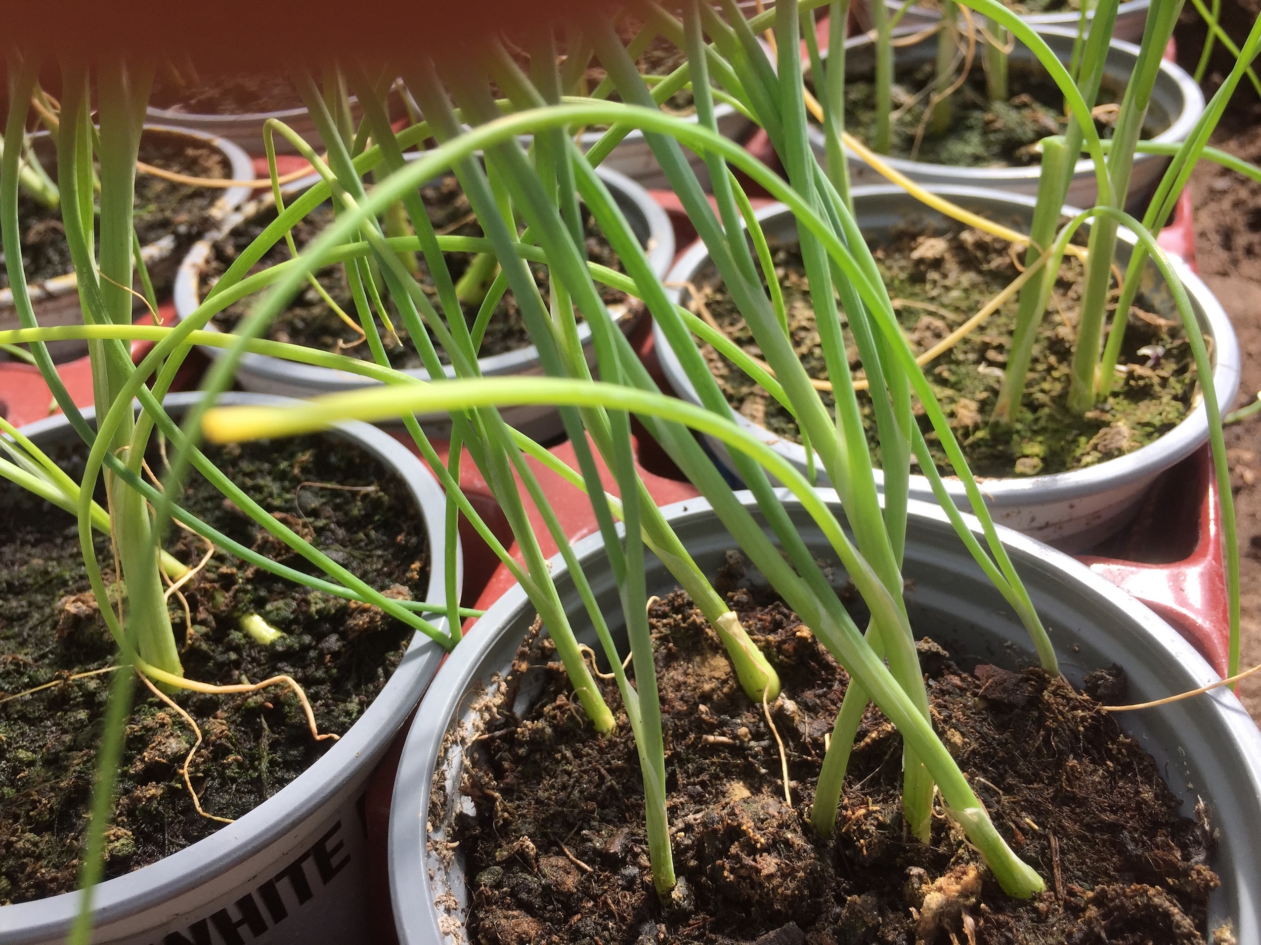 Allium fistulosum  Winterheckenzwiebel (i.9cmT.)