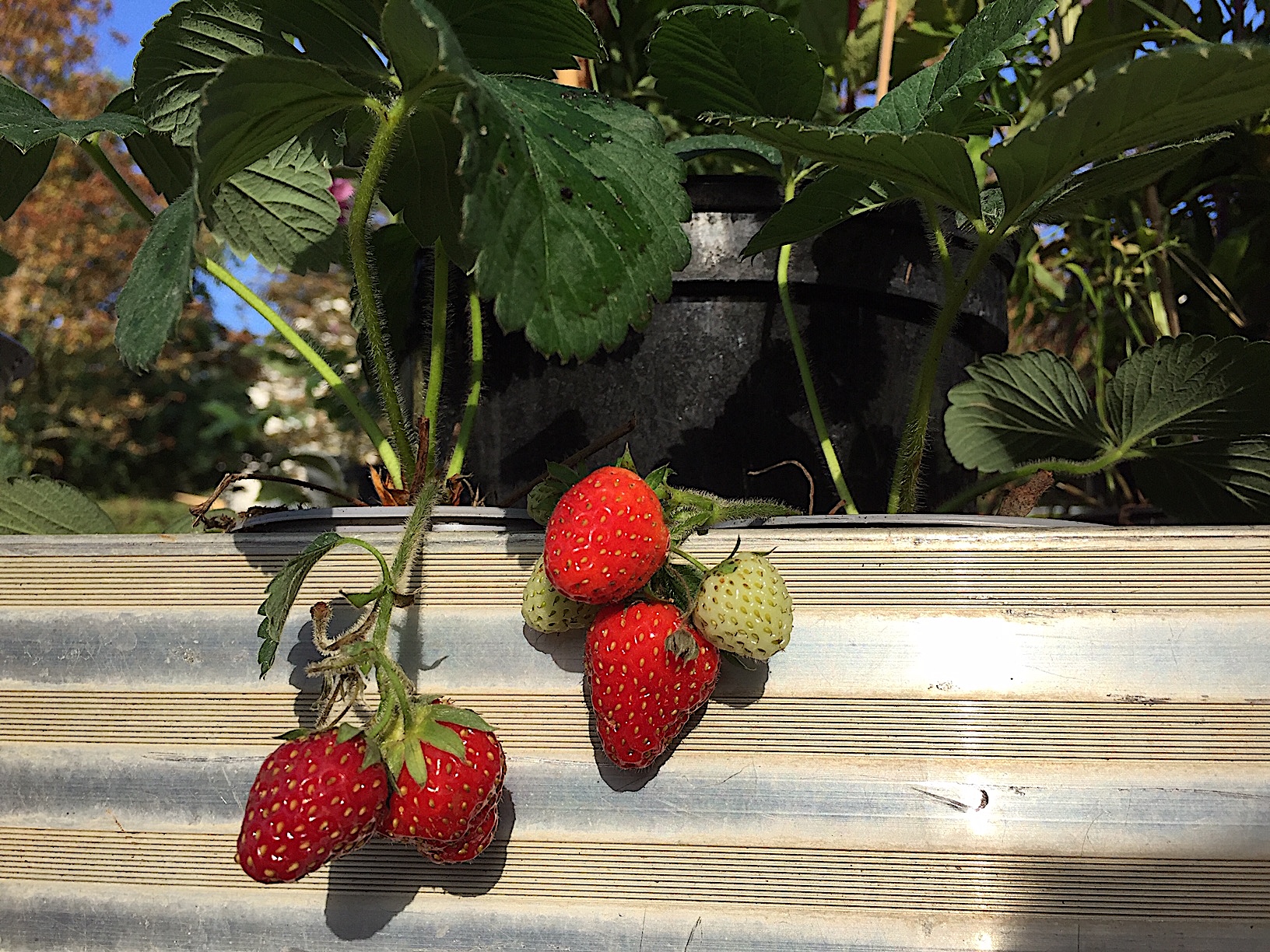 Fragaria  "Polka" (9,5cm Topf) Erdbeere, mittelfrüh