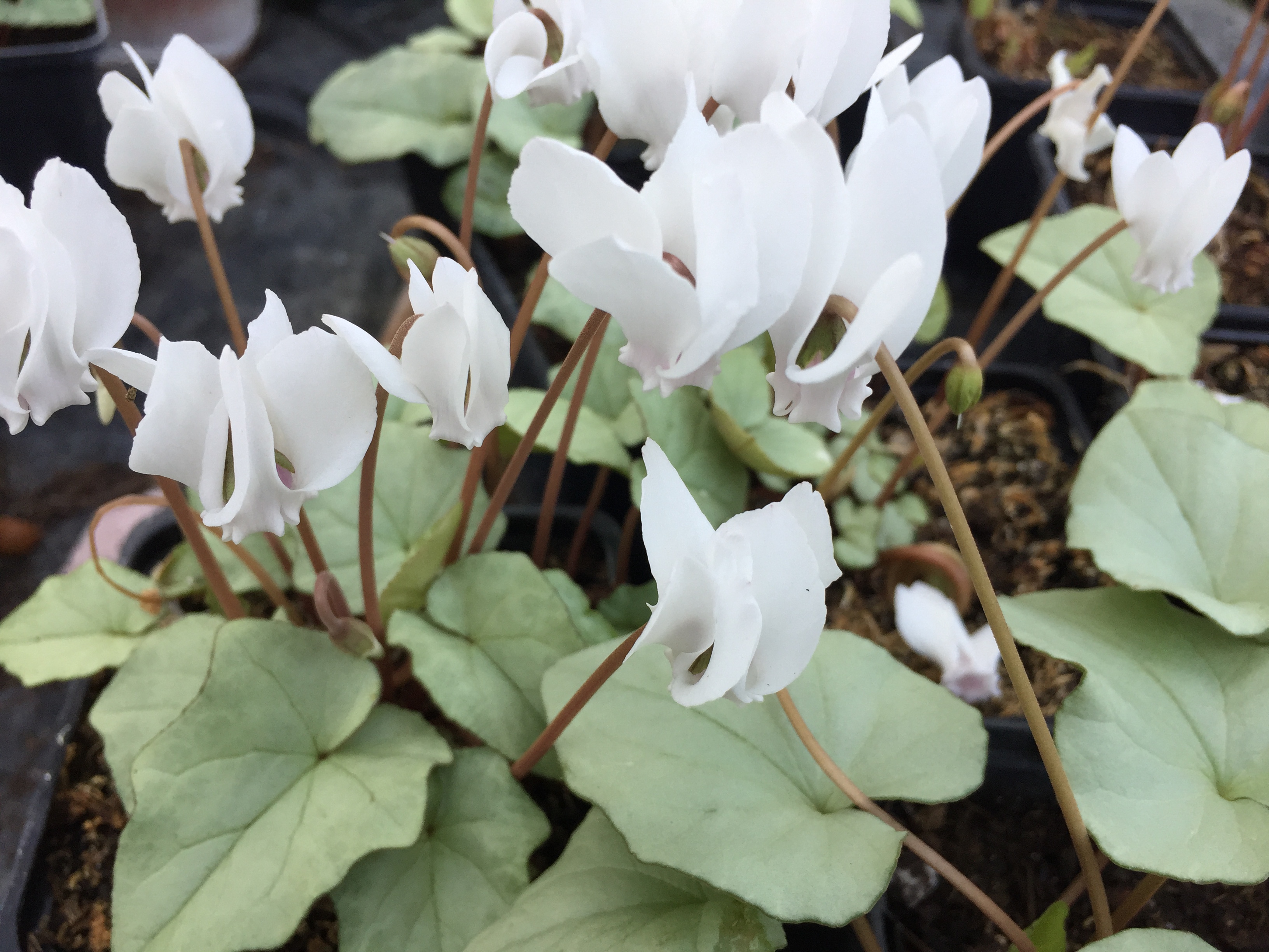 Cyclamen  hed.  "silver cloud White" Silberveilchen (i.9cmT.)