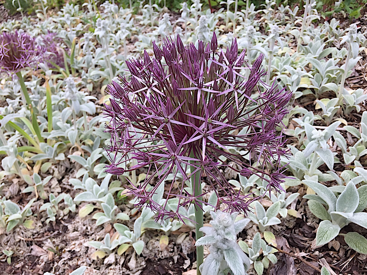 Allium christophii (4 i. Pack)