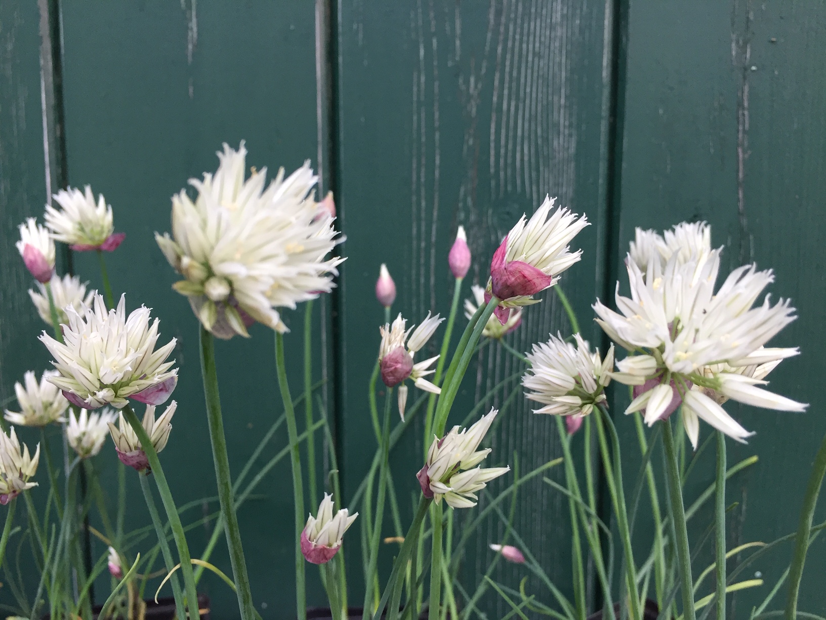 Allium schoenoprasum „Corsican White“ (i.9cmT.), Schnittlauch in weiss