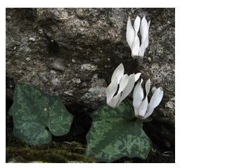Cyclamen  balearicum (i.9cmT.), duftend