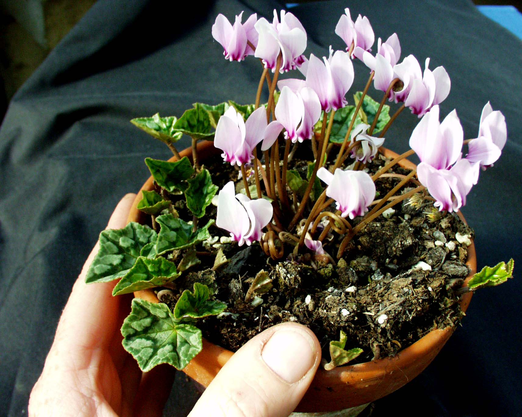 Cyclamen  hederifolium ´Rosa Mini` (i.9cmT.)