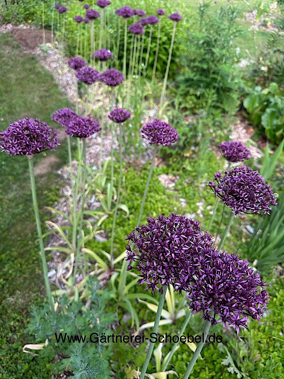 Allium aflat. „„Purple Sensation“(1 pro 10cmT)