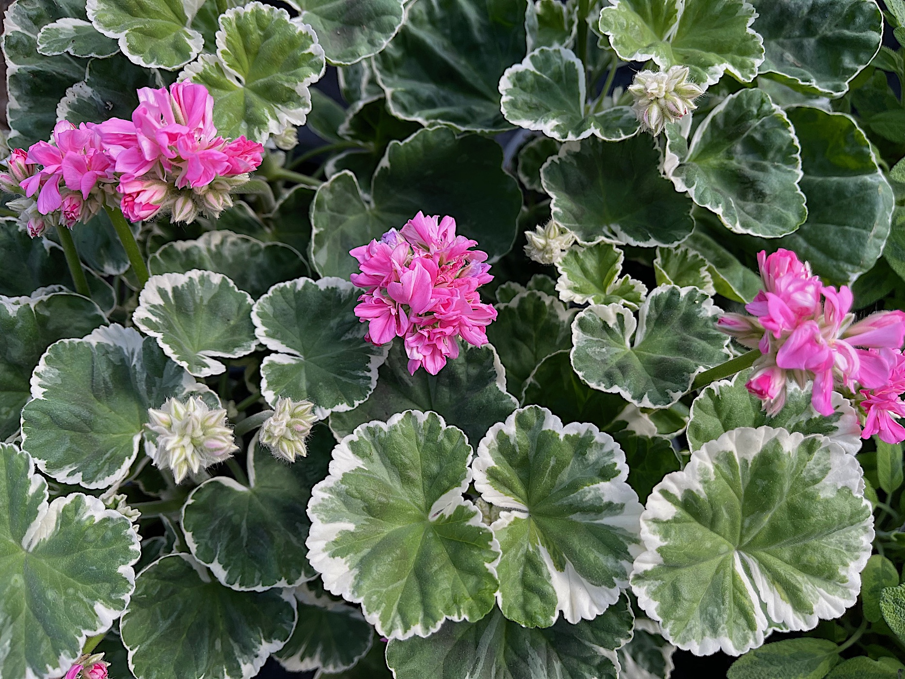Pelargonium „Pink Pauline®“(i.12cmT.)