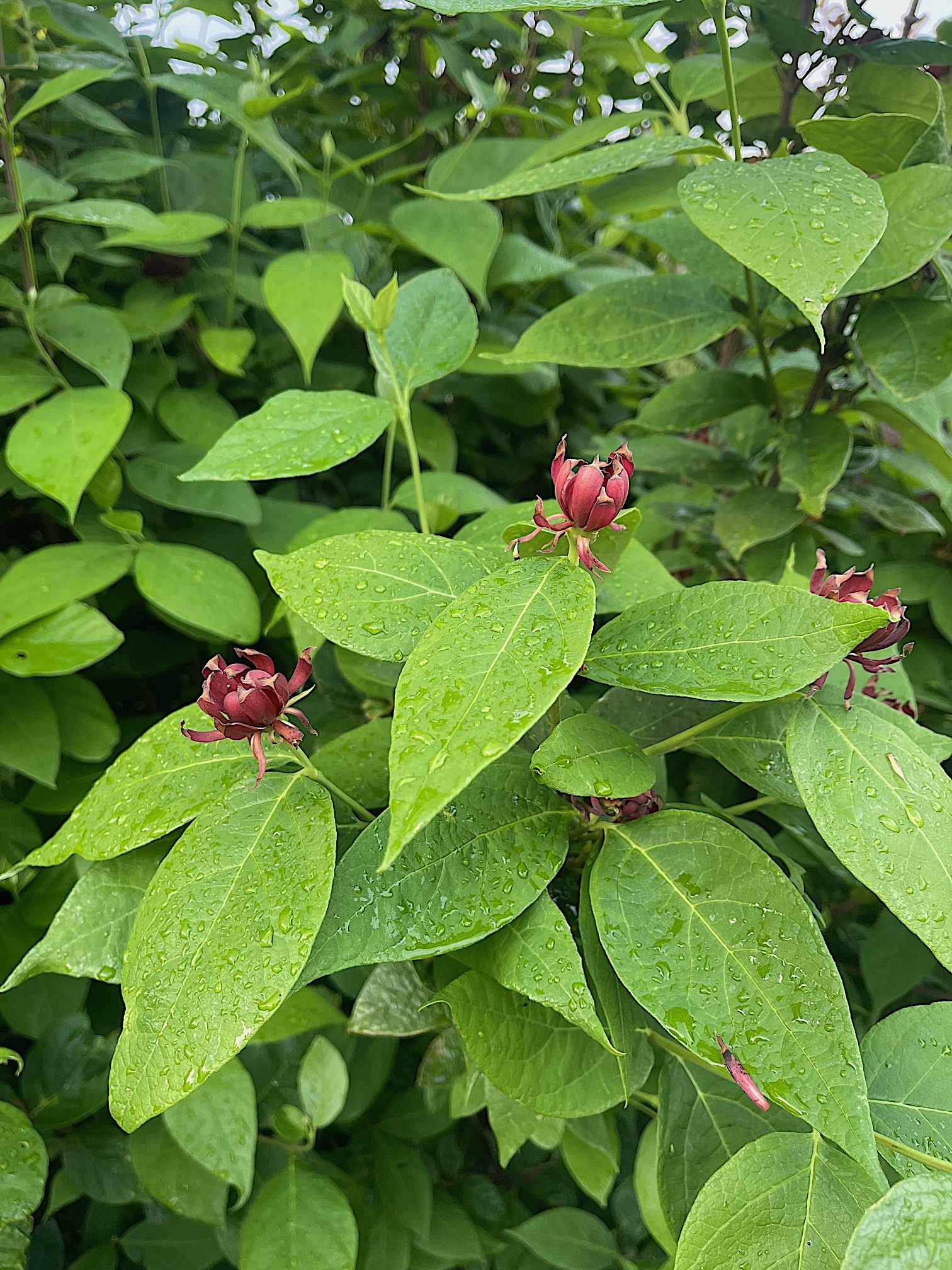 Calycanthus floridus - Duft, Echter Gewürzstrauch, Nelkenpfeffer (i.4lT.)