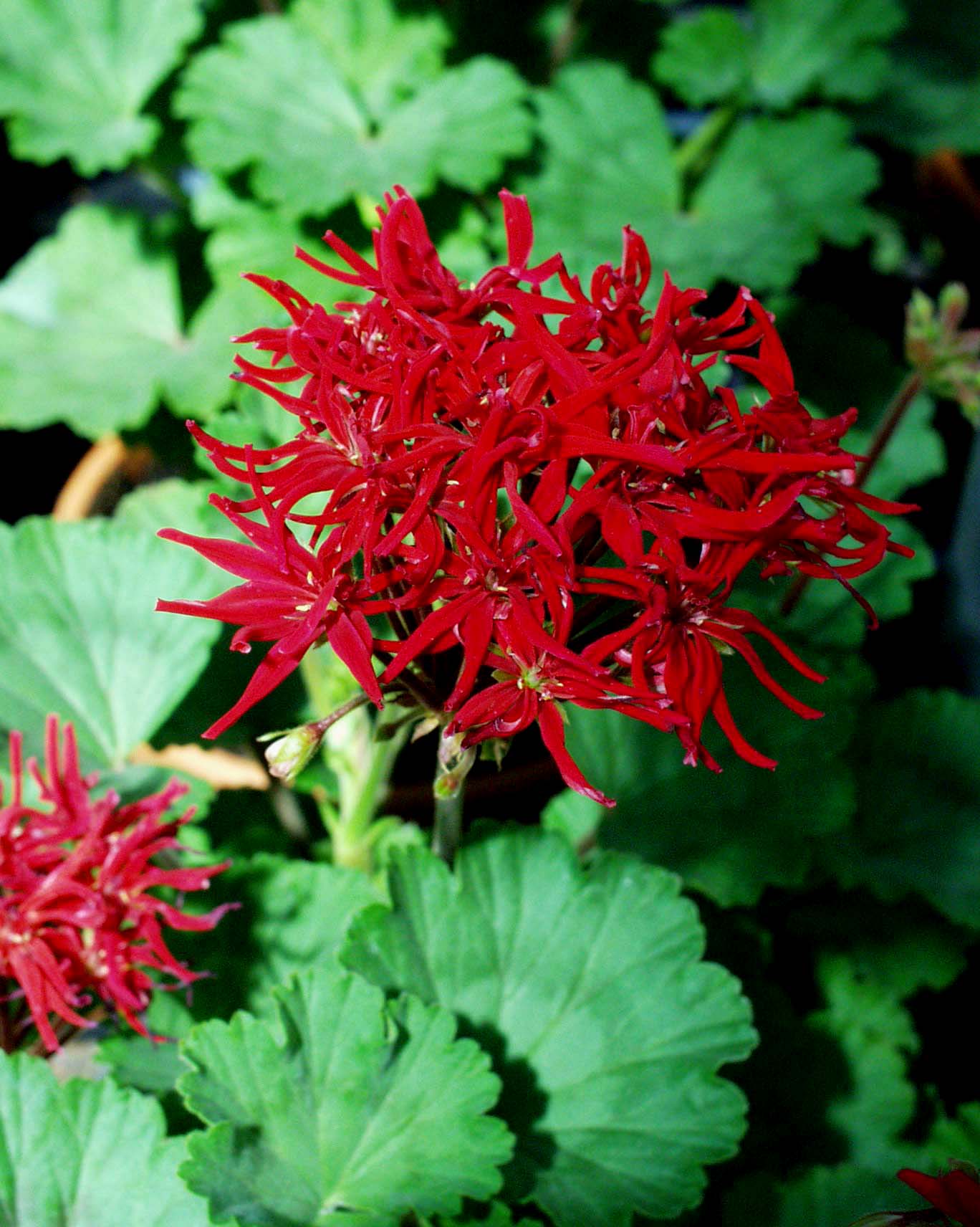 Pelargonium  ´Roter Stern`(I.10cmT.)