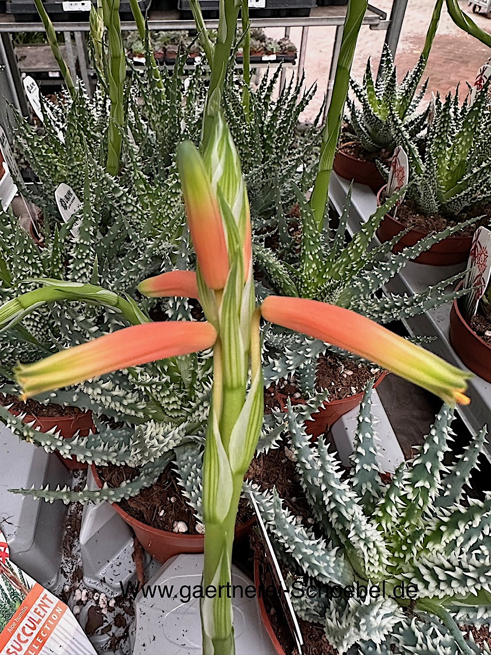 Aloe humilis „Shark“(i.10,5cmT.)- Hai-