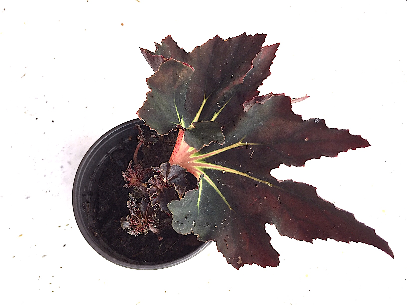 Begonia „Black Fang“ (i.12cmT.)