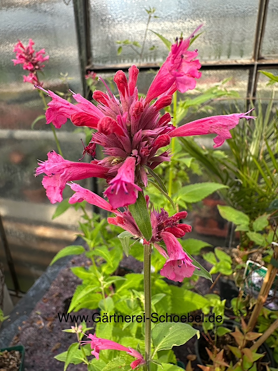 Agastache mexicana "Red. Fortune"(i.9cm Topf) Aniskraut, Limonadenpflanze