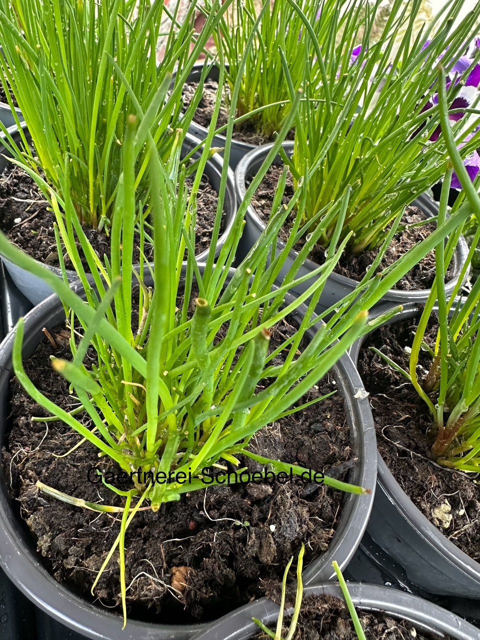 Allium schoenoprasum (i. 10 cm T.) Schnittlauch