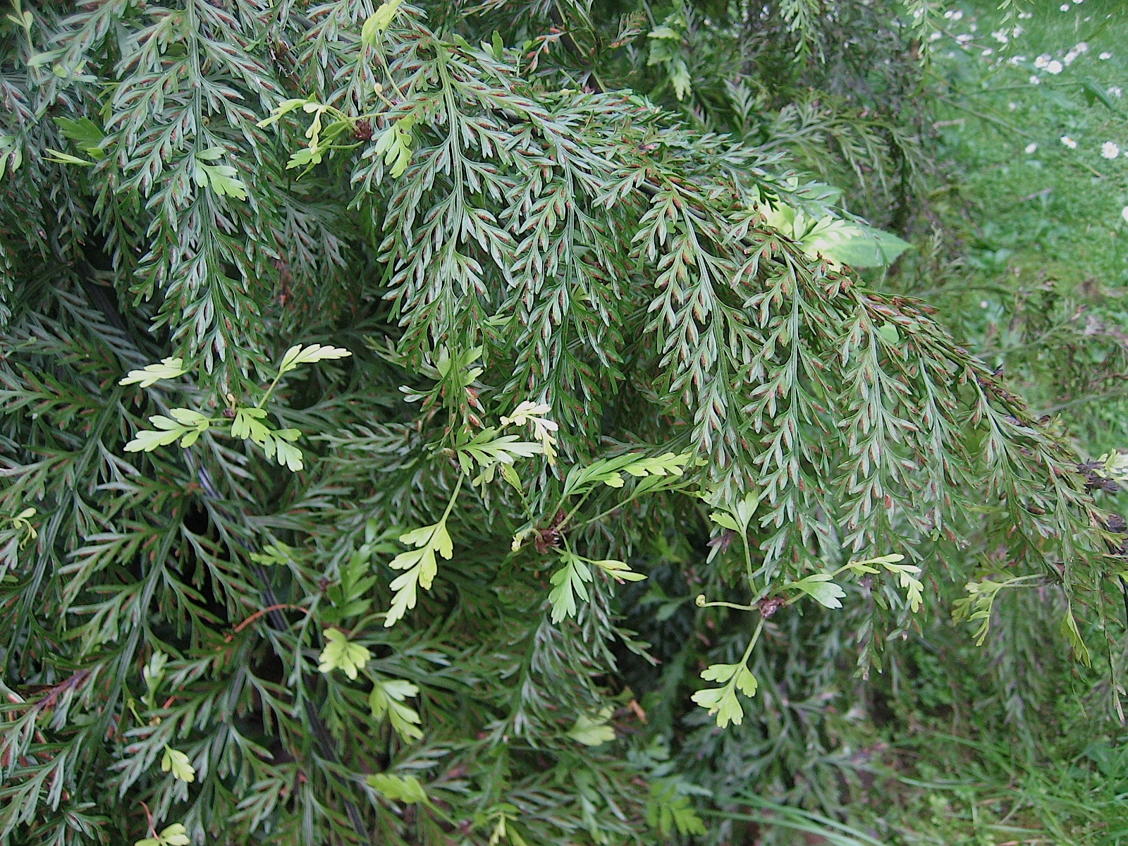 Asplenium bulbiferum (ca 11cmT.)aus Neuseeland Hen and Chicken Farn
