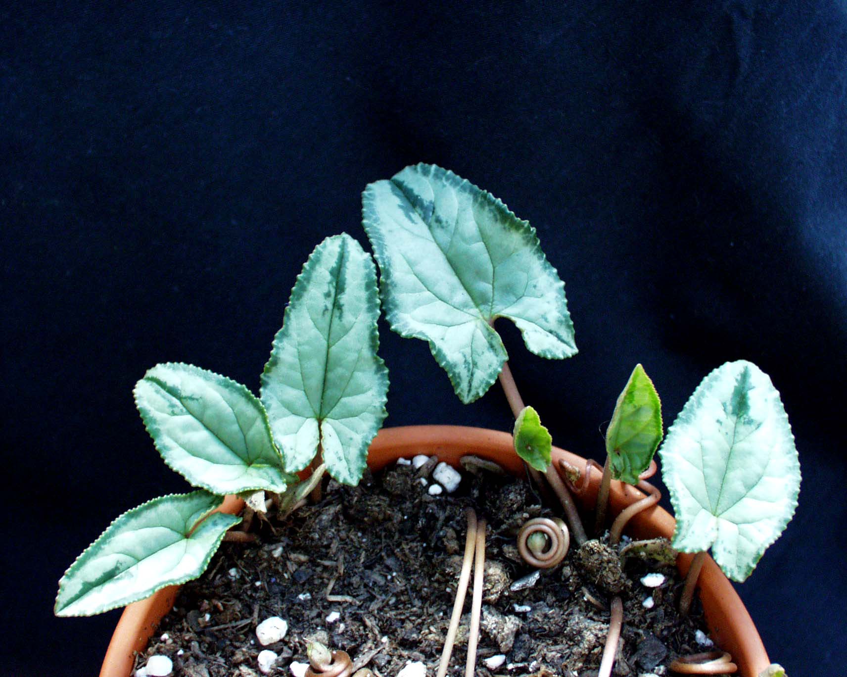 Cyclamen  hederif., Album oder rosa „Silverblatt m. grünem Rand u. grüner Pfeilspitze“(i.9cmT.)
