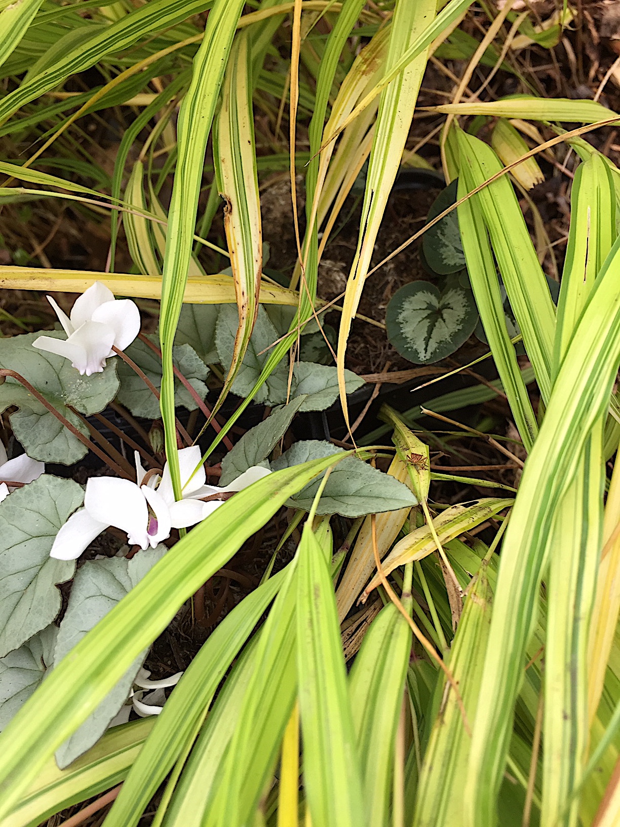 Hakonechloa macra ´Aureola`(12 cm T.) Japan Goldbandgras