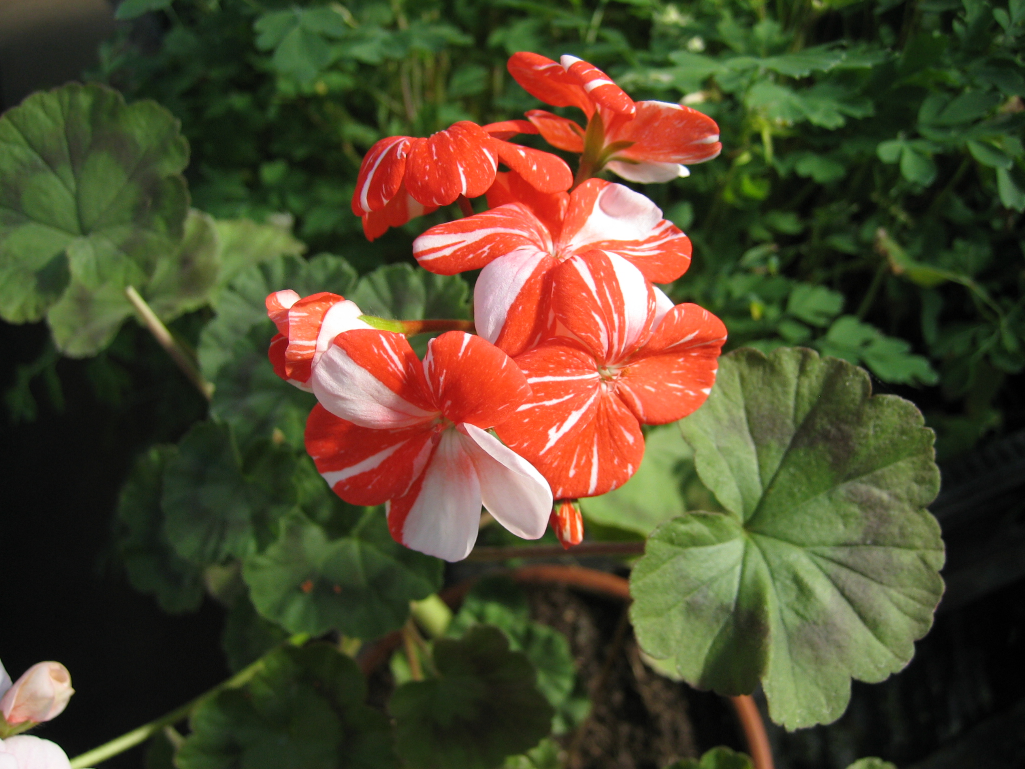 Pelargonie "Single New Life" (i.9-10 cmT.)