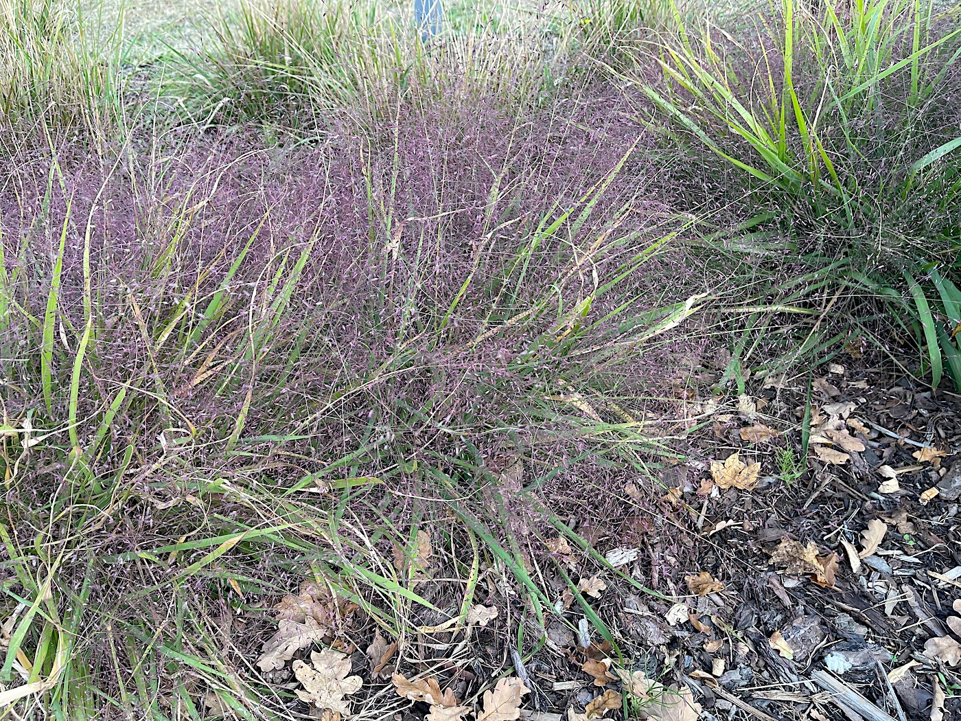 Eragrostis spectabilis „Purpurflirren“ (i.11- 13cmT.)