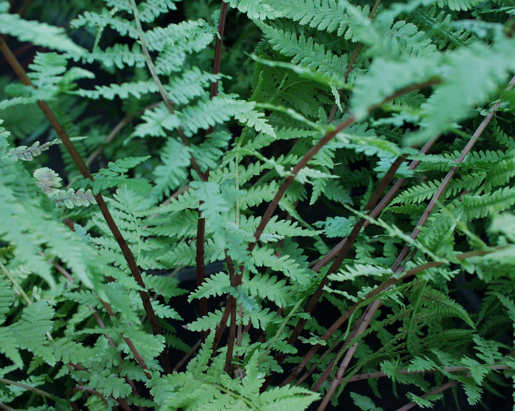 Athyrium f. - f. ´Rotstiel`(i.9cmT.) Waldfrauenfarn