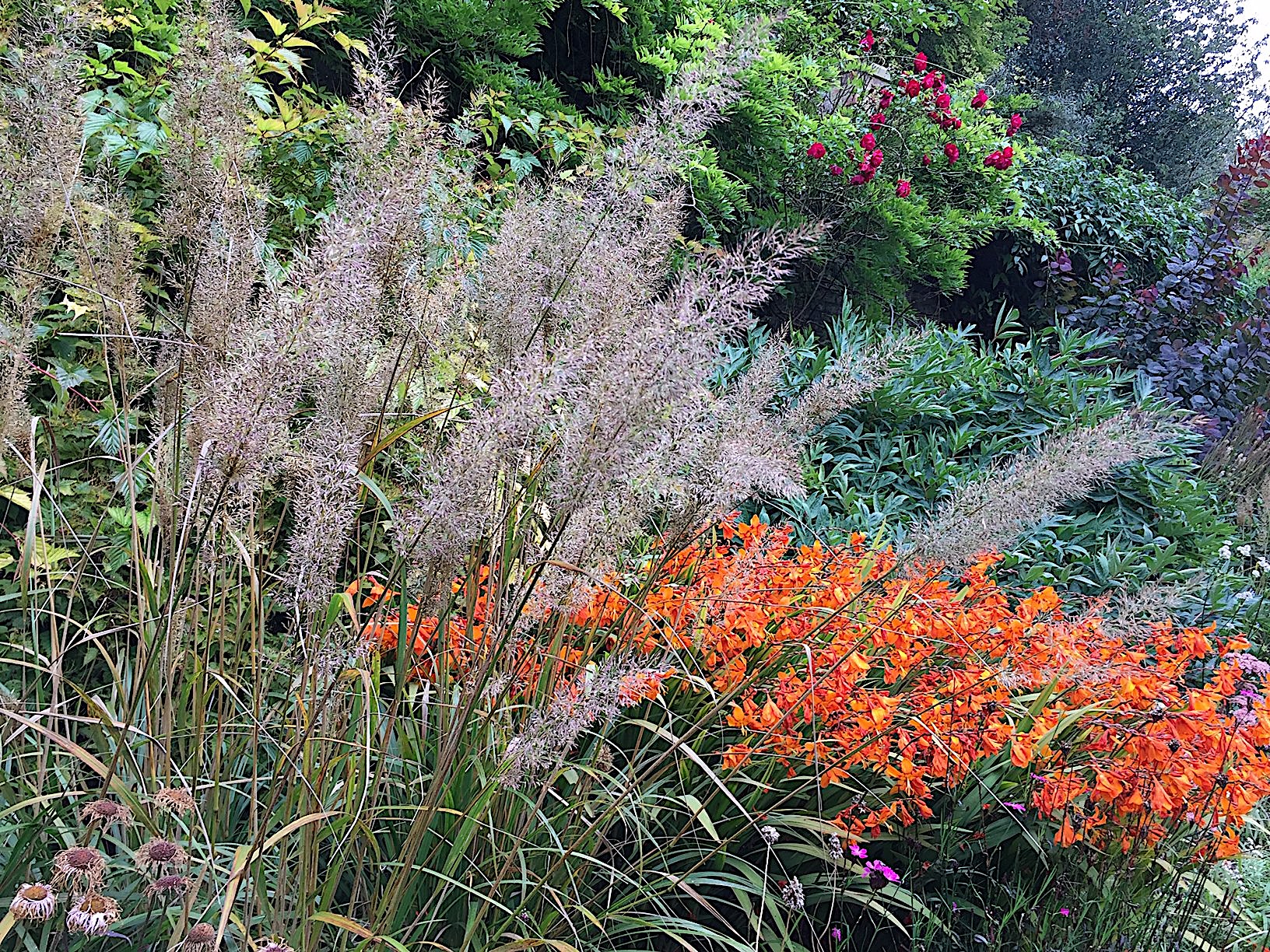 Calamagrostis arun.var. brachytricha (i.14-15 cmT.), Diamant - Reitgras