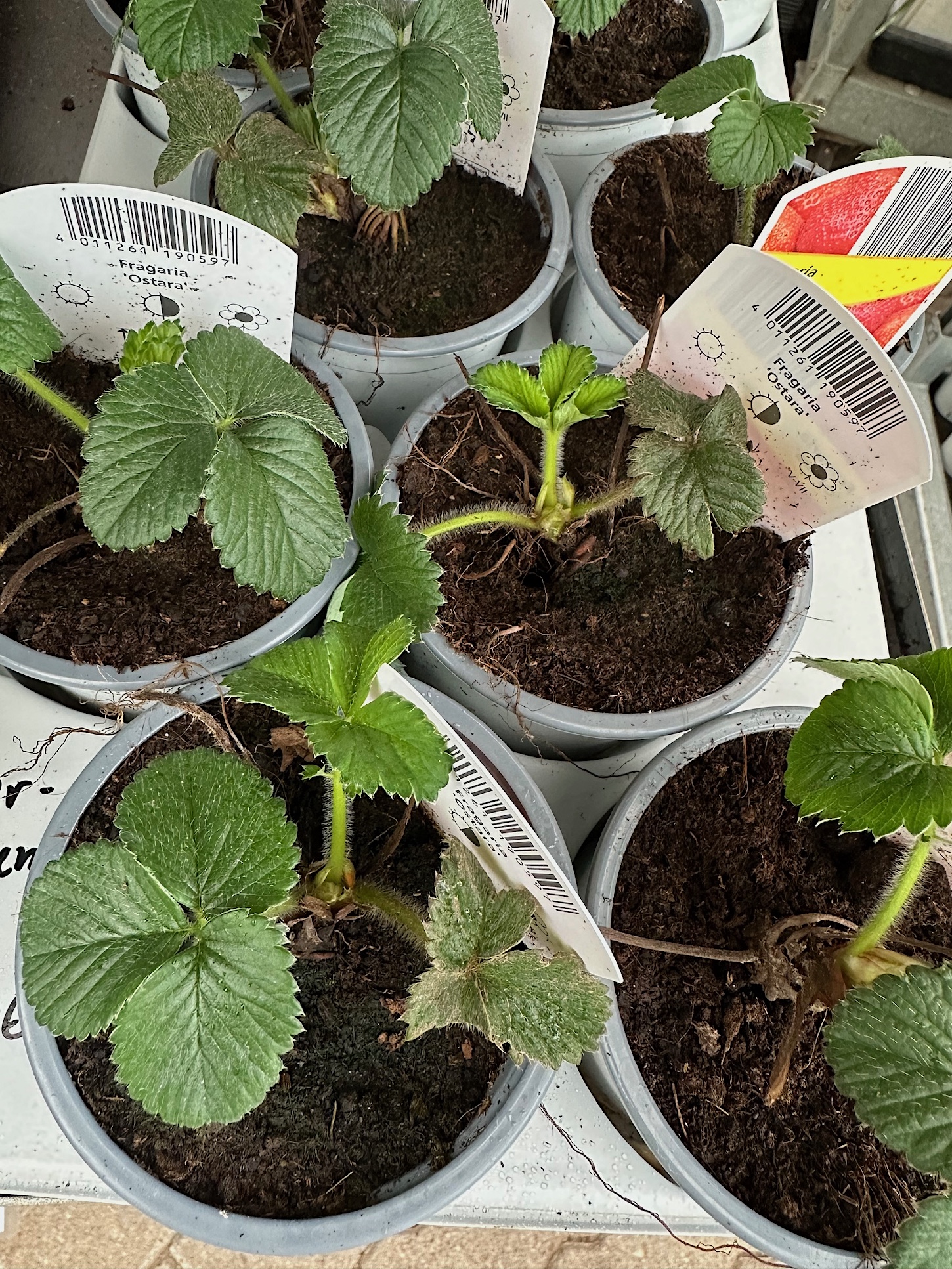 Fragaria  "Ostara" (9,5cmTopf) Erdbeere, Dauerträger