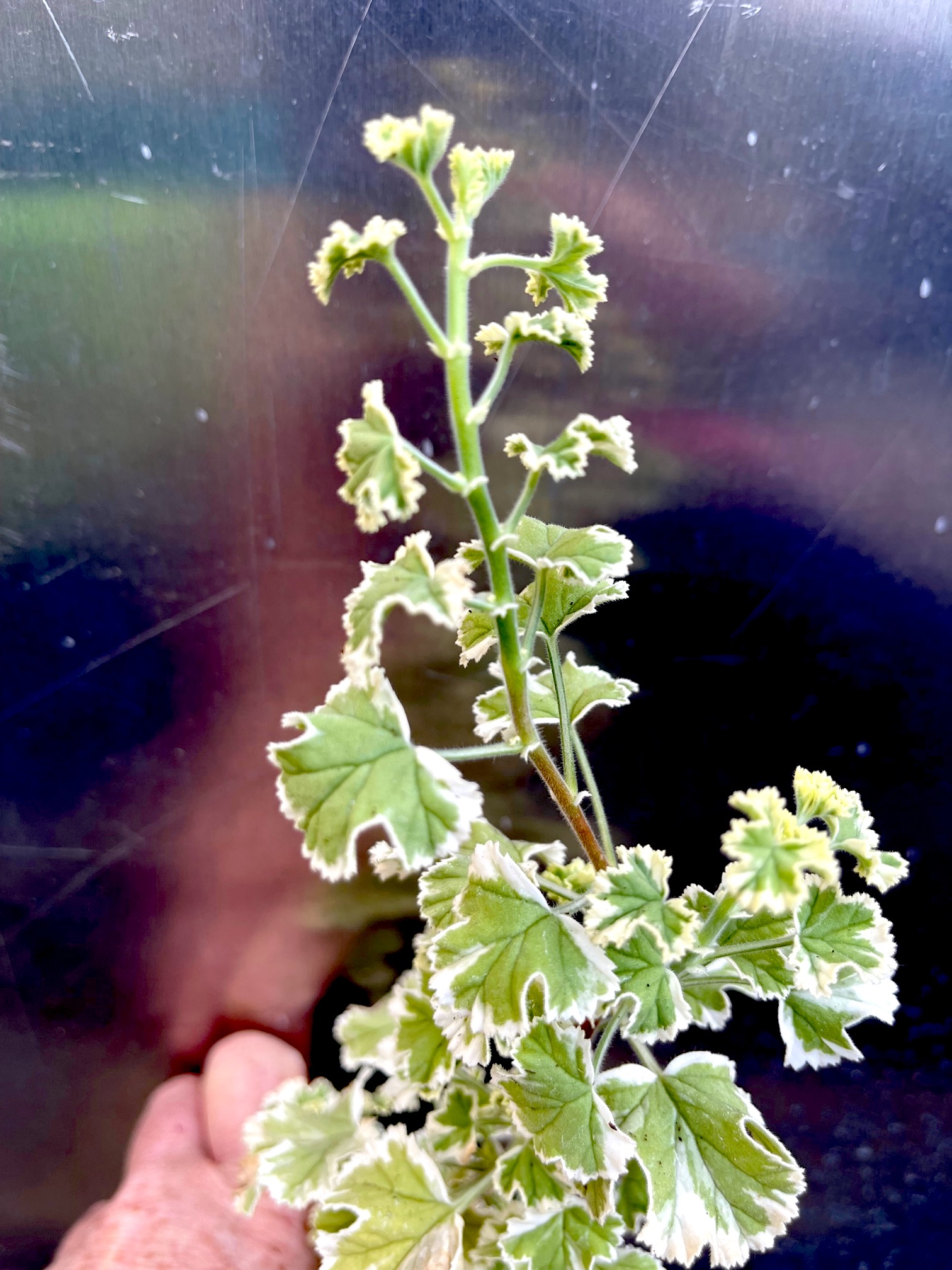Pelargonium crispum „Prince Rupert Variegatum“ (i.10cm T.)
