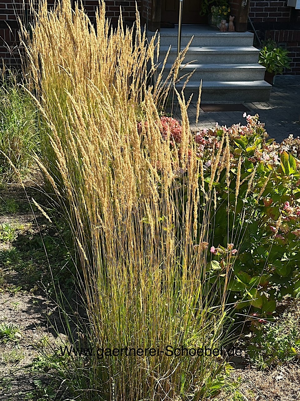 Calamagrostis acutiflora „Karl Foerster“ (i. 20 cm T.), Reitgras