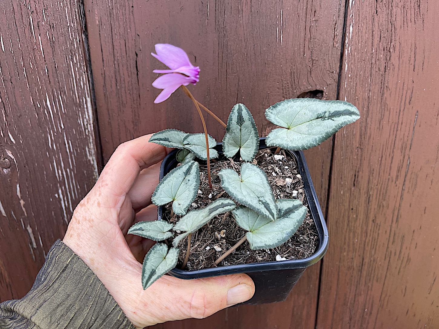 Cyclamen  hederif., Album oder rosa „Silverblatt m. grünem Rand u. grüner Pfeilspitze“(i.9cmT.)