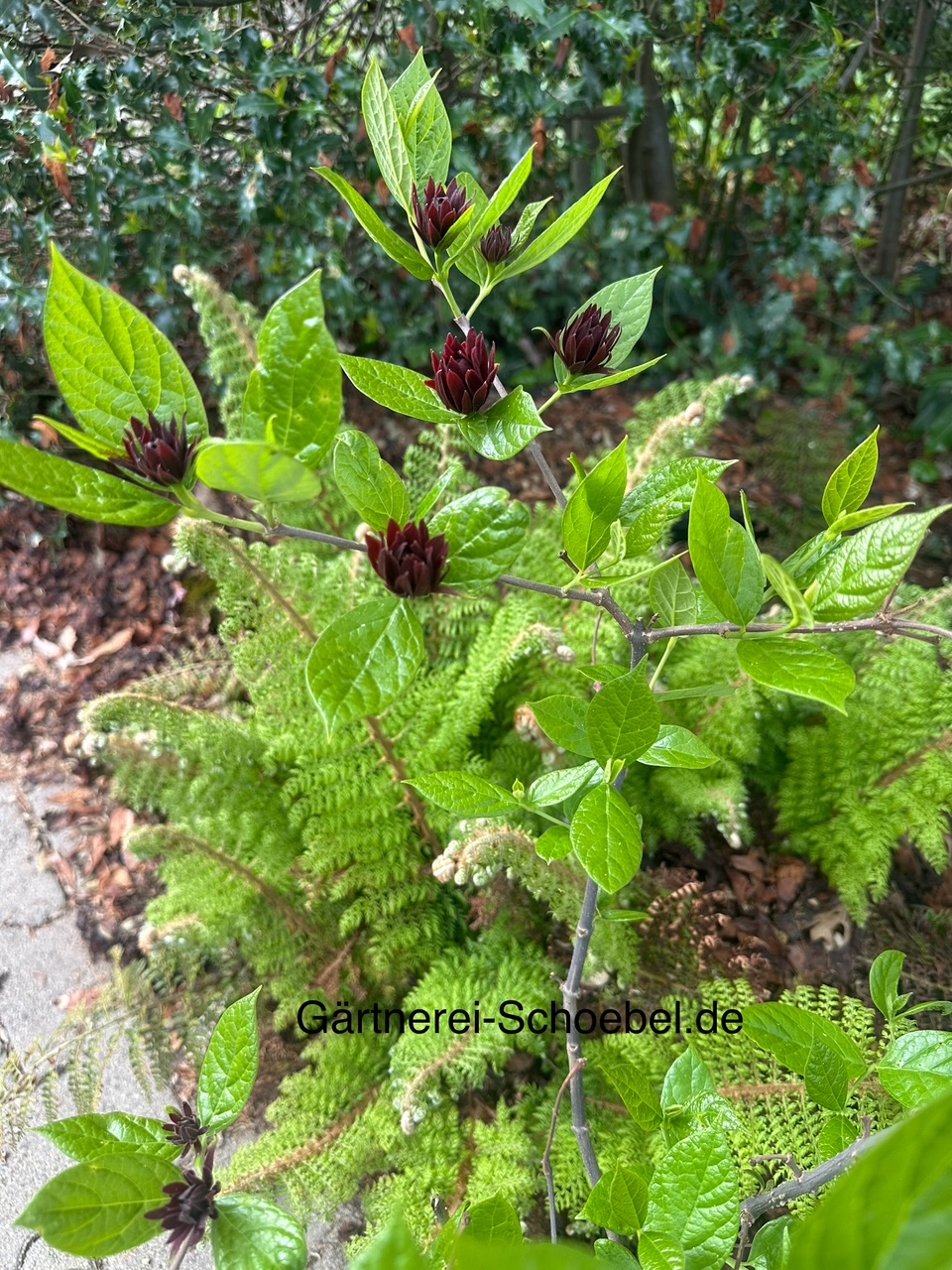 Calycanthus floridus - Duft, Echter Gewürzstrauch, Nelkenpfeffer (i.4lT.)