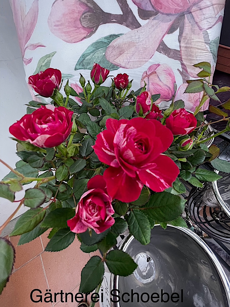 Rosa „Gigi Parade®“ (i.11cmT.), Zwerg Rose