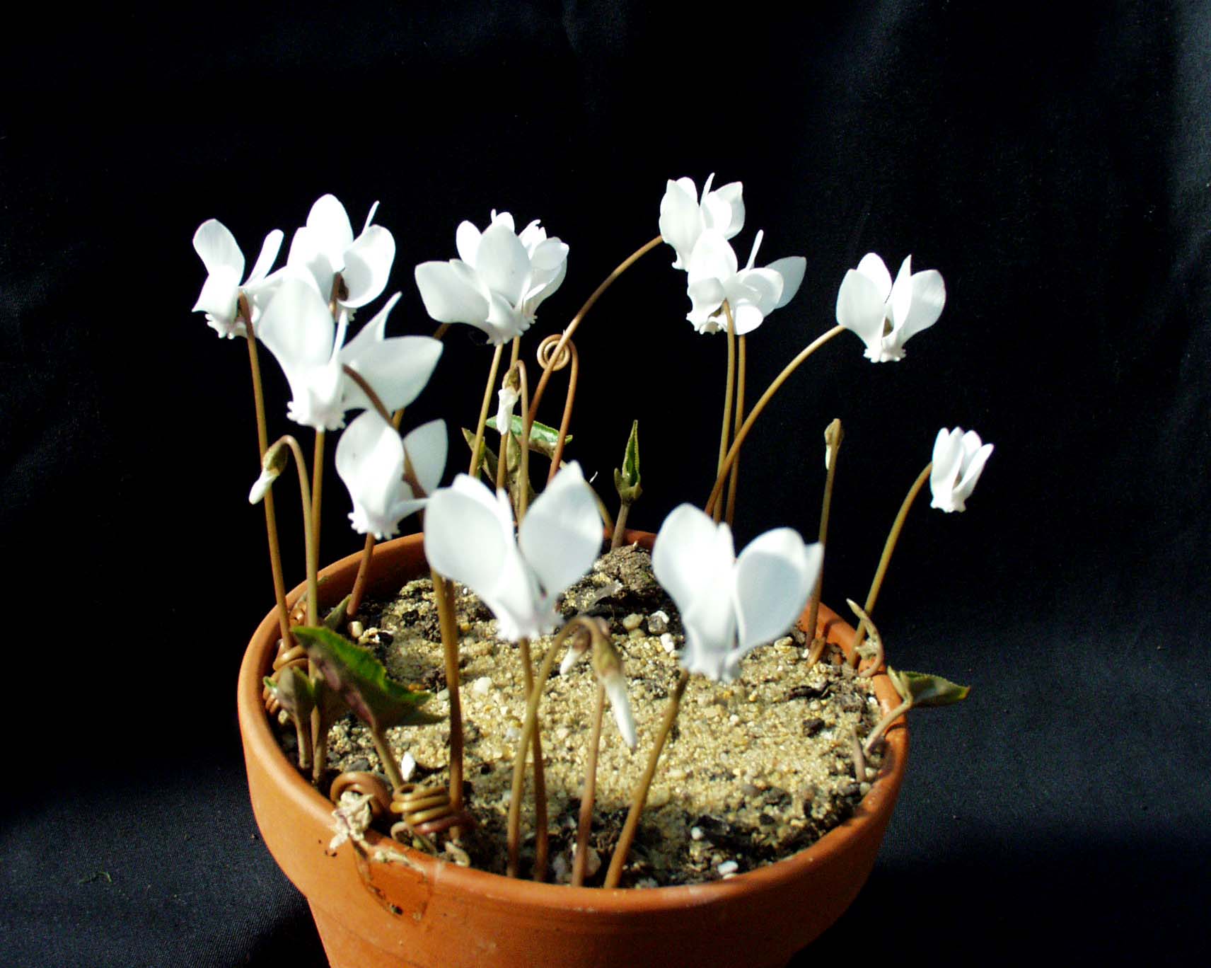 Cyclamen  hederifolium ´Amaze   Me White (i.9cmT.)