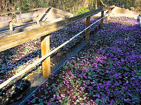 Cyclamen  coum  "Mix im 12 er Pack" 5,00€ einzeln (i.9cmT.)