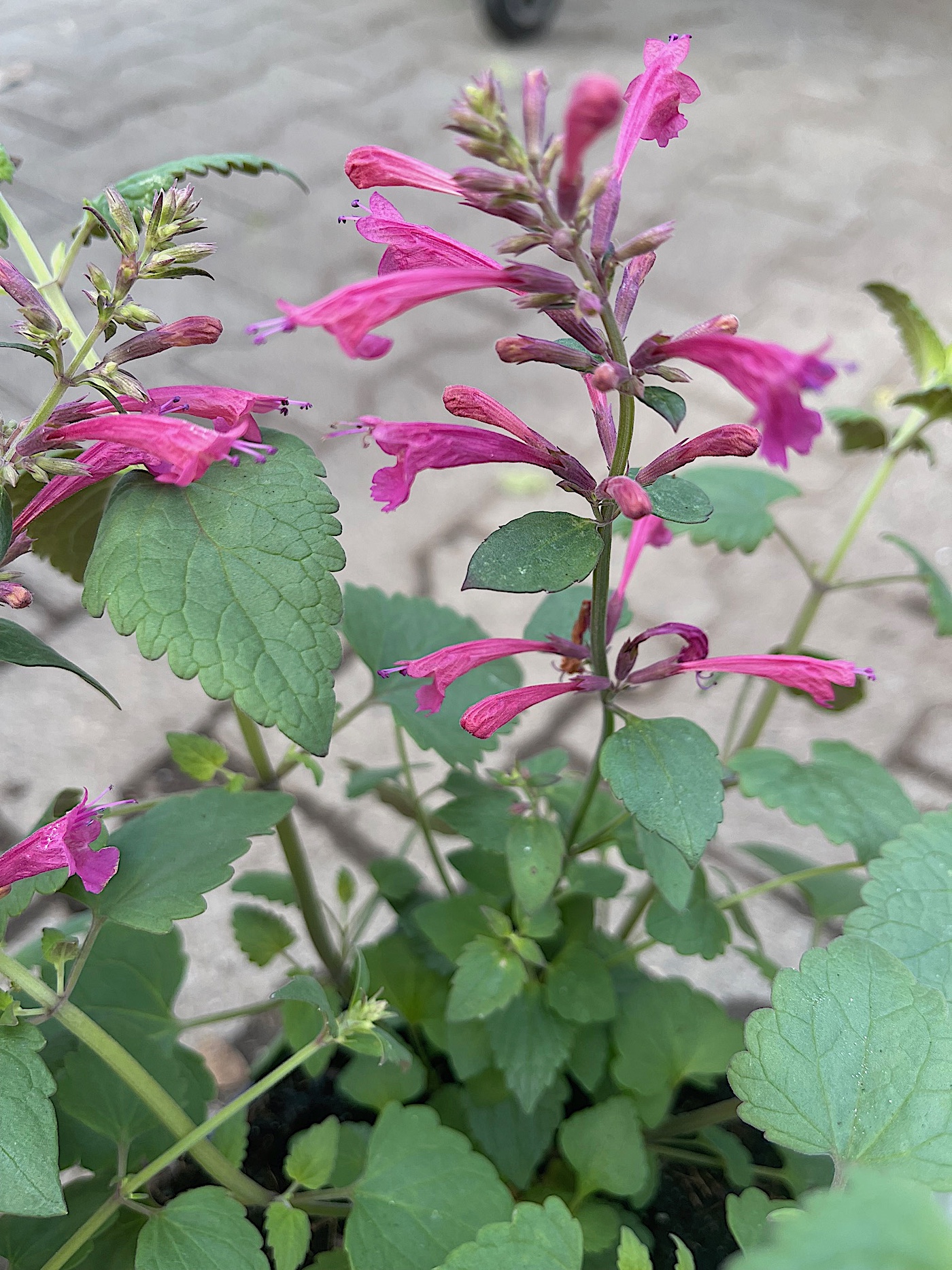 Agastache  „Morello“ ®(i.17cmT.), Duftnessel