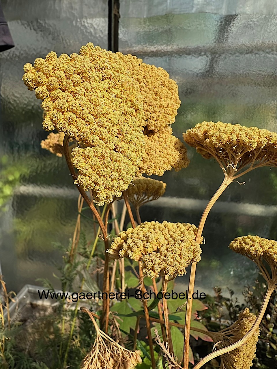 Achillea filipendulina „Cloth of Gold“ (i.9cmT.)