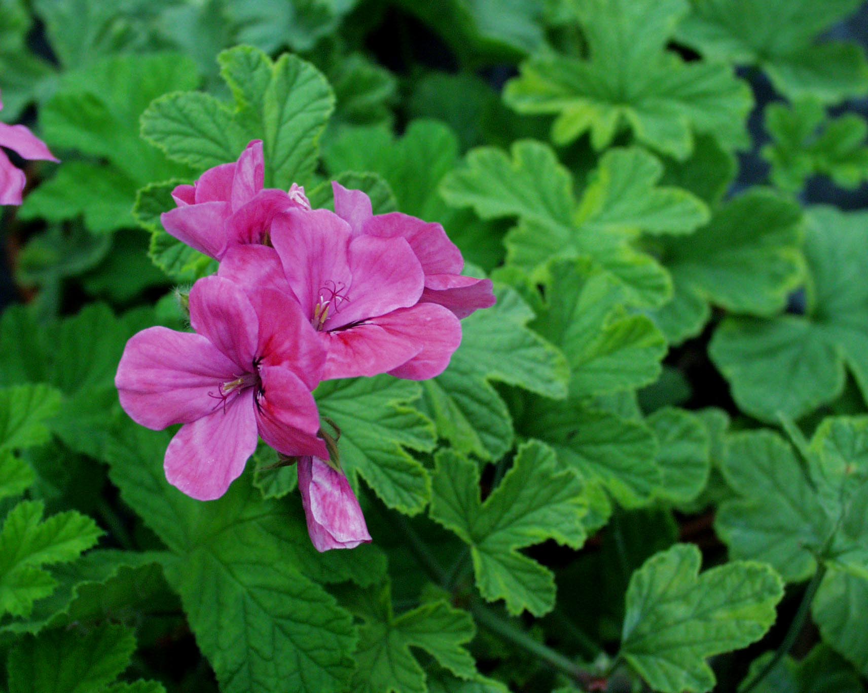 Pelargonium  ´Golden Clorinda`(I.10cmT.)