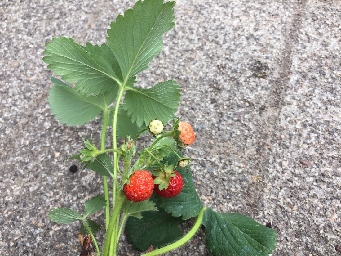 Fragaria "Kimberly®" (9cm Topf)