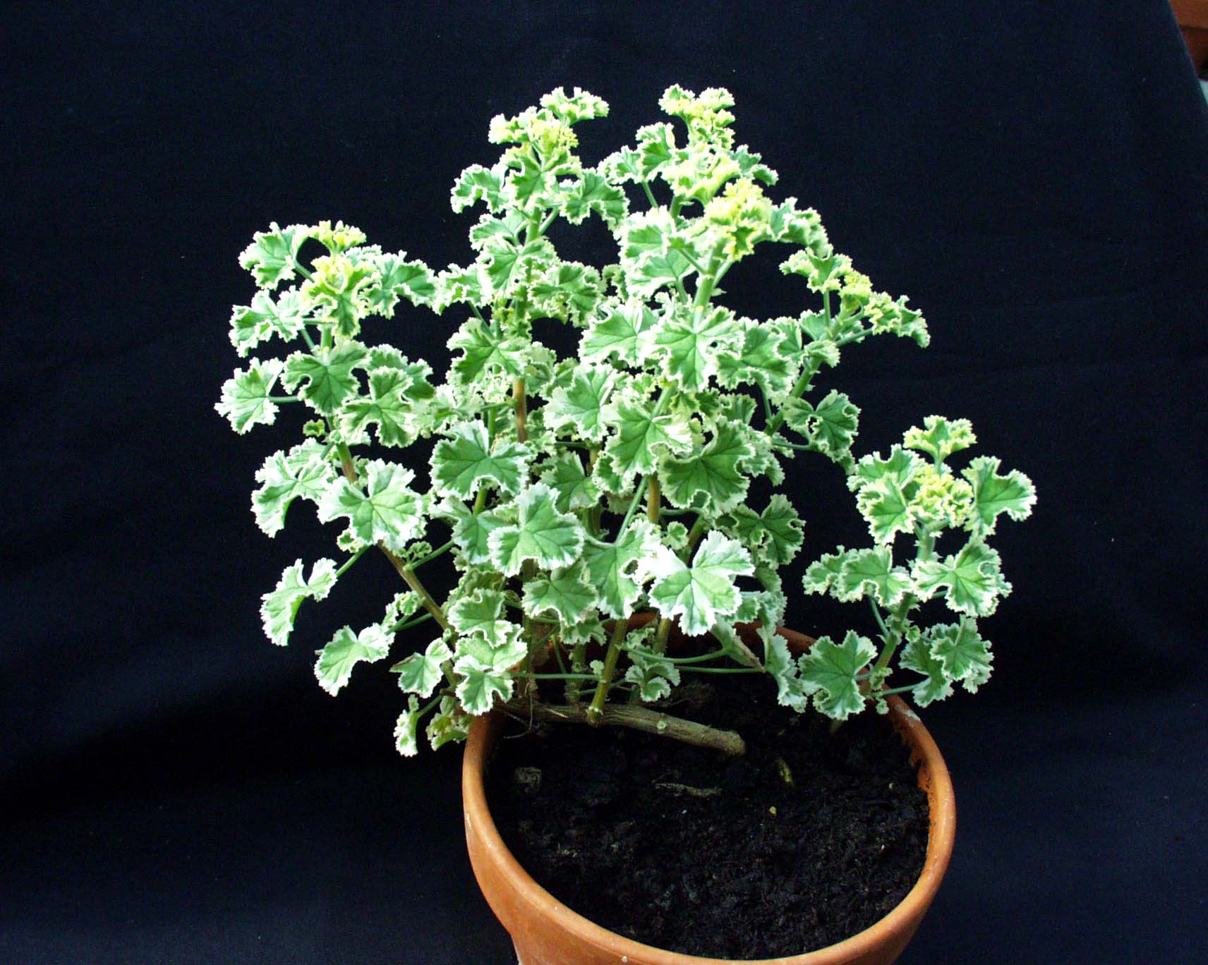 Pelargonium crispum „Prince Rupert Variegatum“ (i.10cm T.)