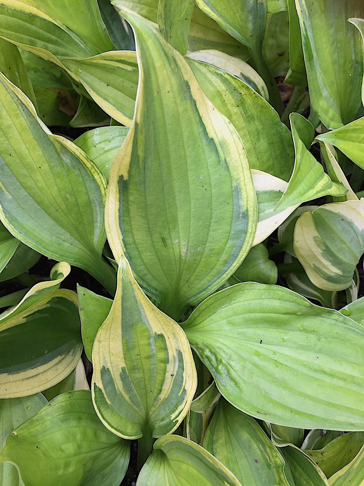Hosta  „Captain`s Adventure“ (i.9cmT.), Herzblatt Funkie
