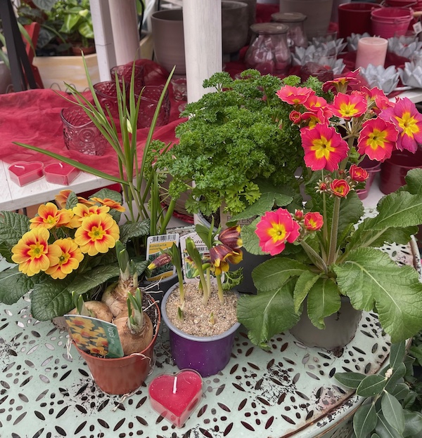 Blumenzwiebel u. Duft  Auslese zum Valentinstag (9-13 cm Topf)