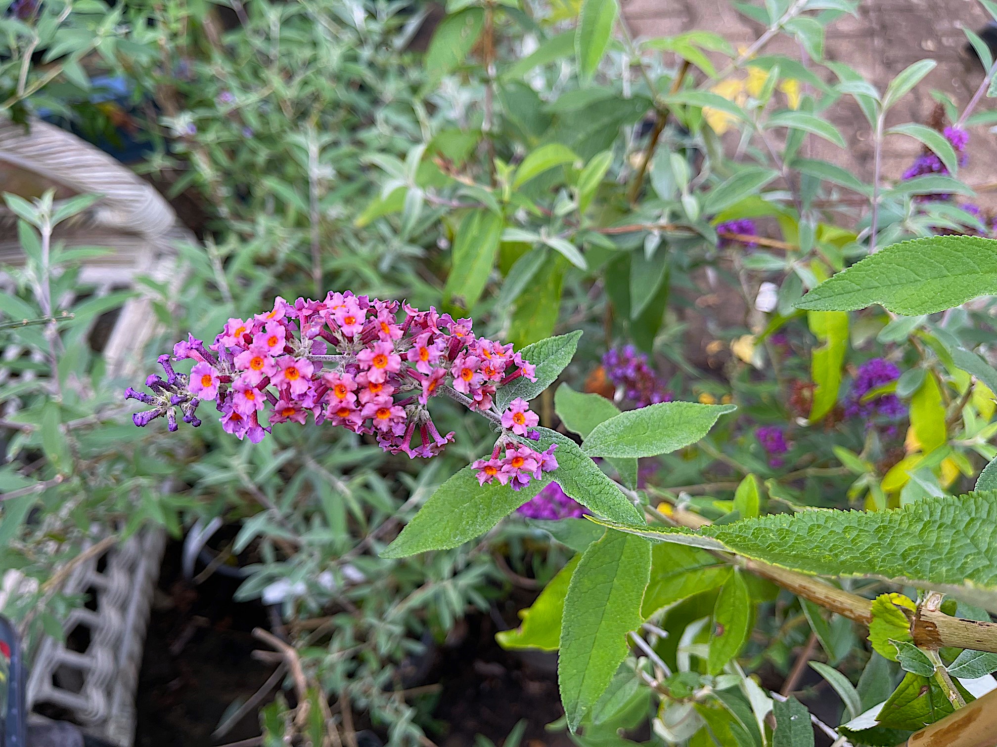 Buddleia davidii „Flowerpower“ ®(i.17cmT.), Schmetterlingsstrauch, lila-orange