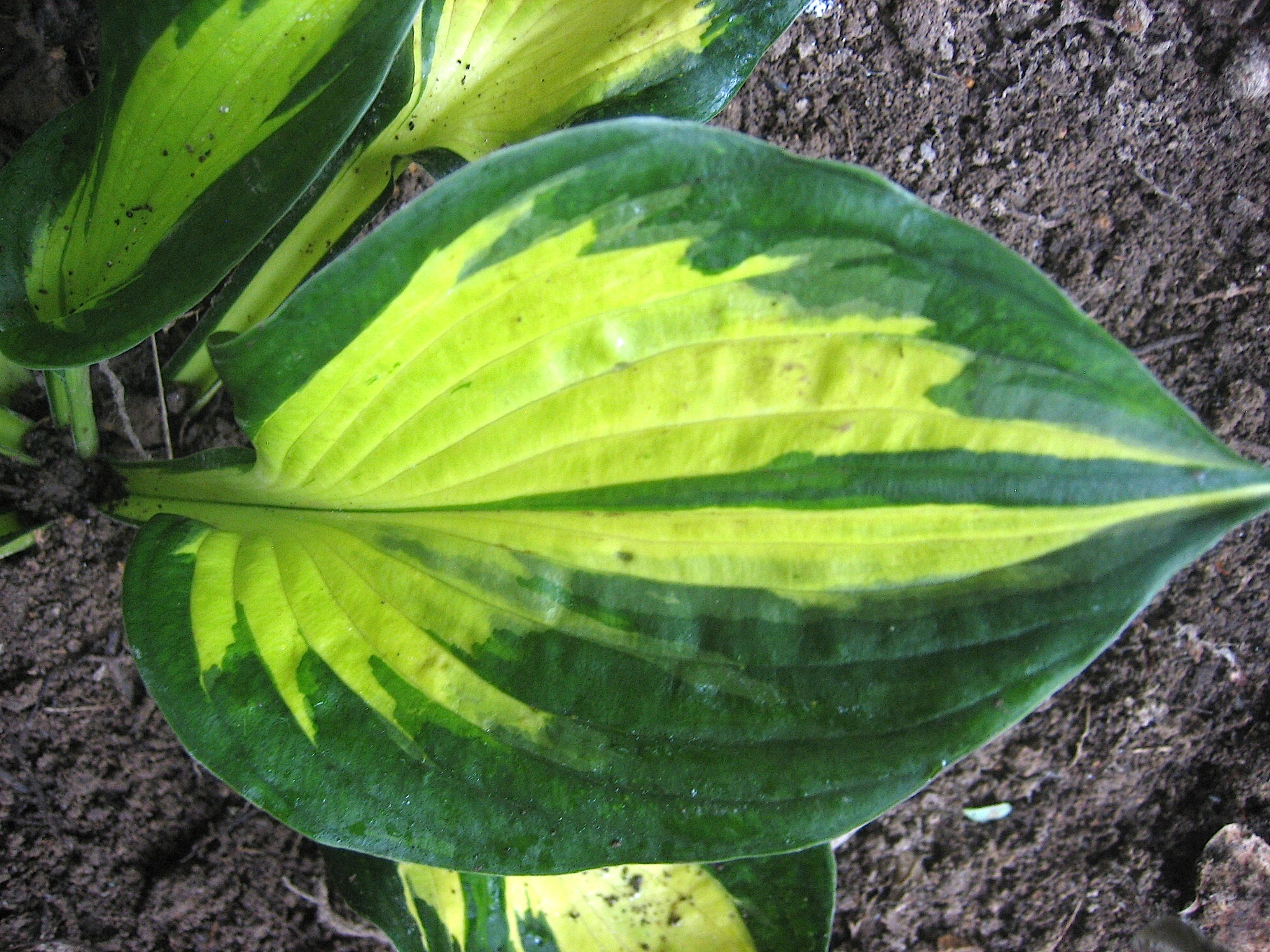 Hosta  "Morning Star" (i.11cmT.)