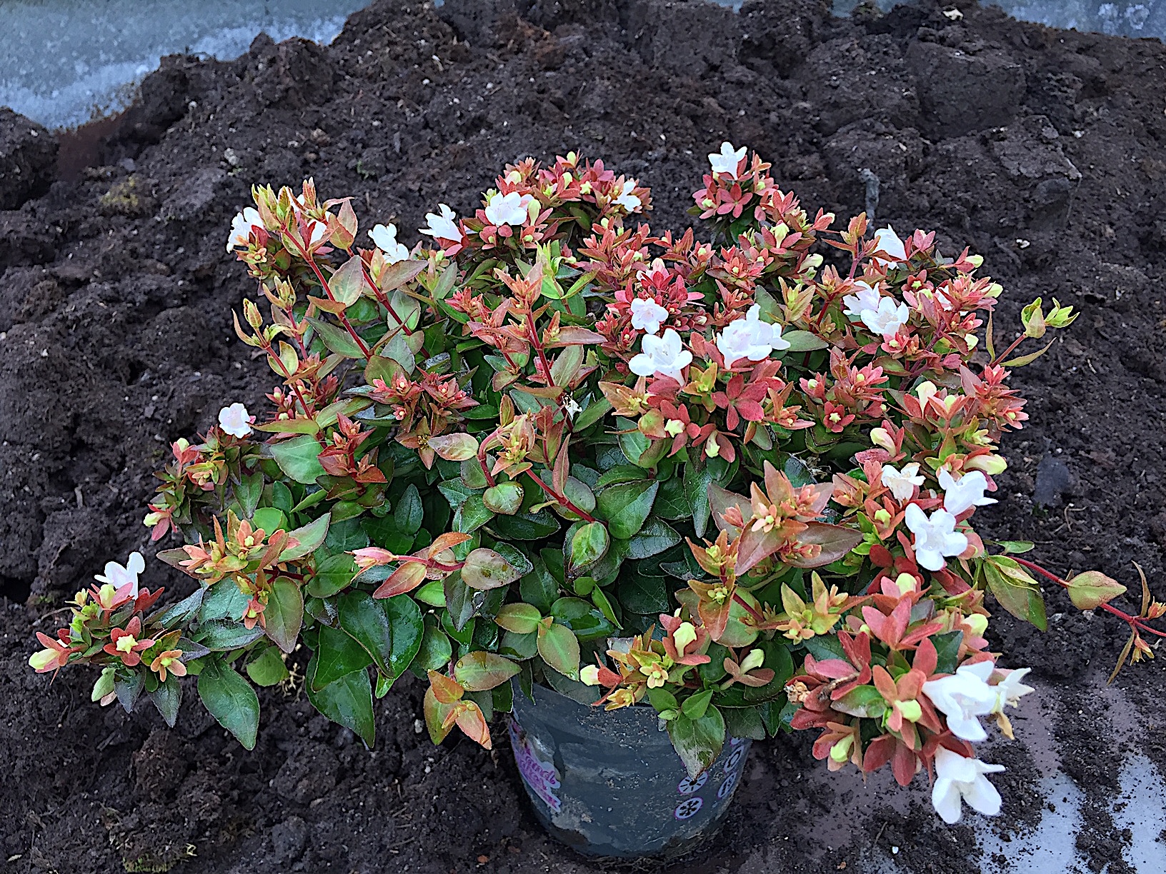 Abelia x grandiflora „Little Lady“ ® (i.6cmT.)
