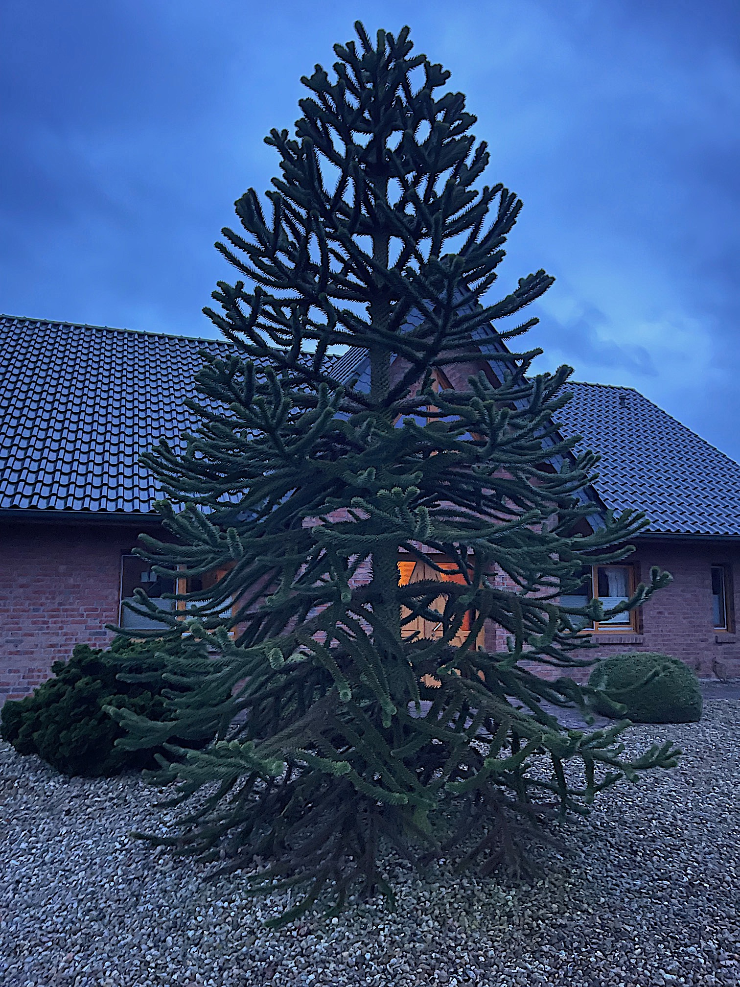 Araucaria araucana, Chilenische Araukarie (i.11cm Topf.)(jetzt Grösse ca 35cm