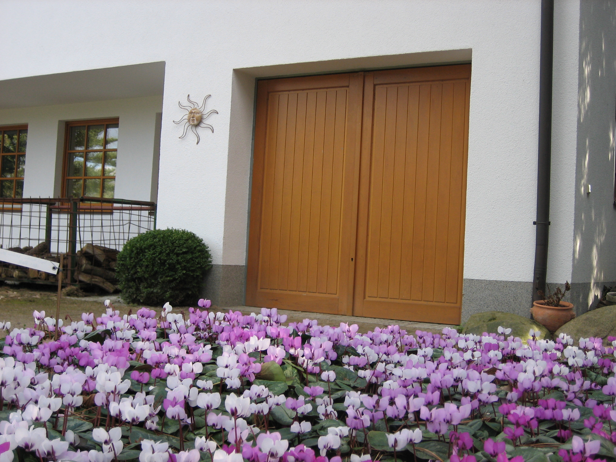 Cyclamen  coum Mix  nach Gärtners Wahl im 6 er Pack -5,92€ einzeln (i.9cmT.)  Frühlings Wildalpenvei