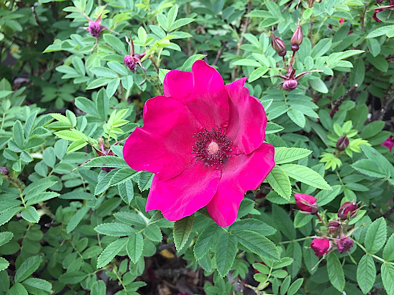 Rosa rugosa „Strandperle® Norderney“ (i.4 liter  T.)