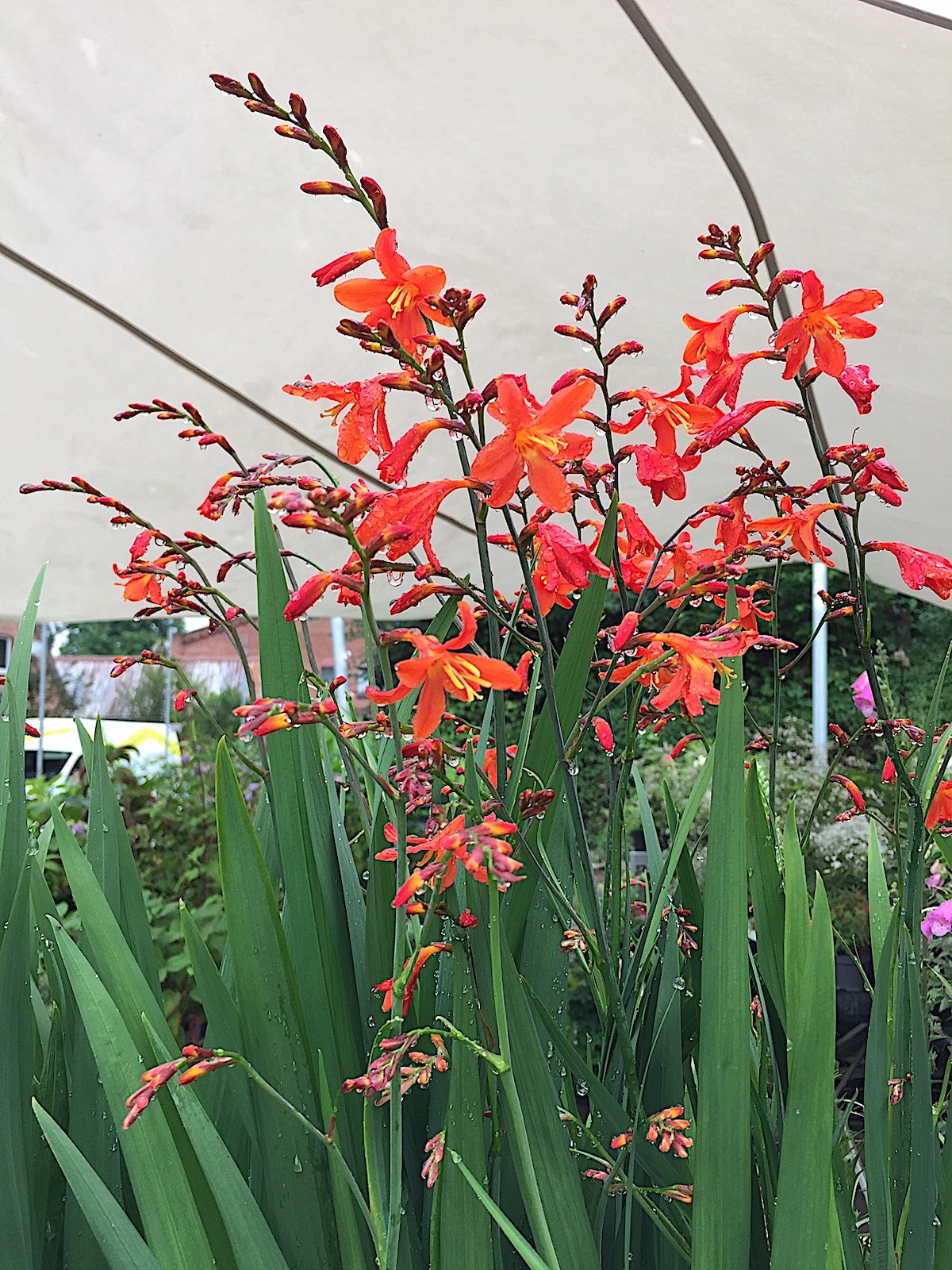 Crocosmia „Lucifer“,rot (i.17cm T.), Montbretien