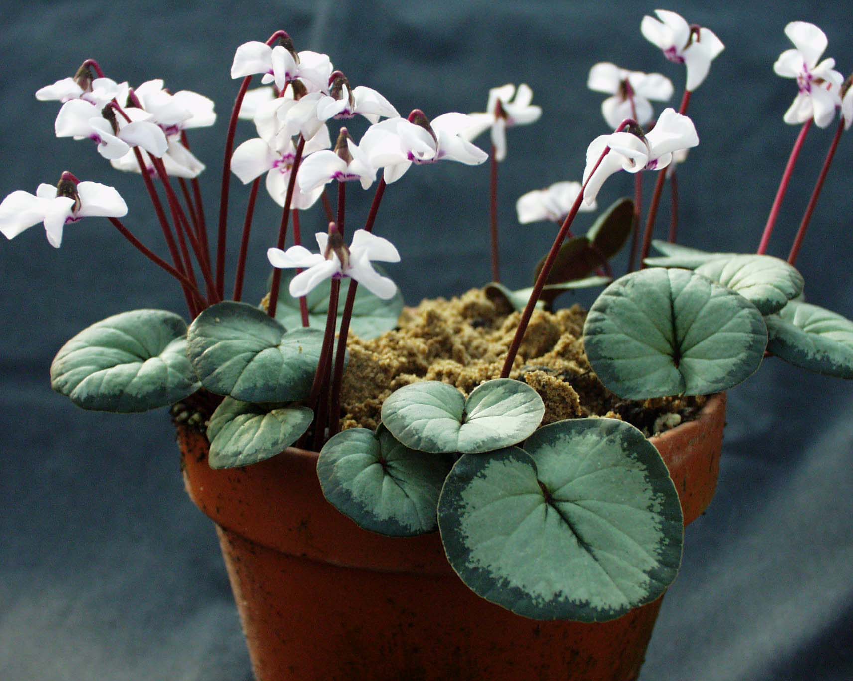 Cyclamen  coum ´Silverleaf Album` Silberveilchen (i.9cmT.)