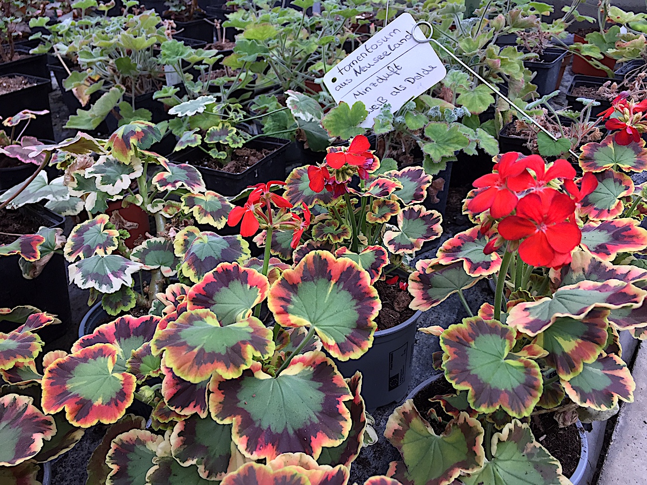 Pelargonium „Contrast“ (i.10cmT.), Blattschmuck Geranie