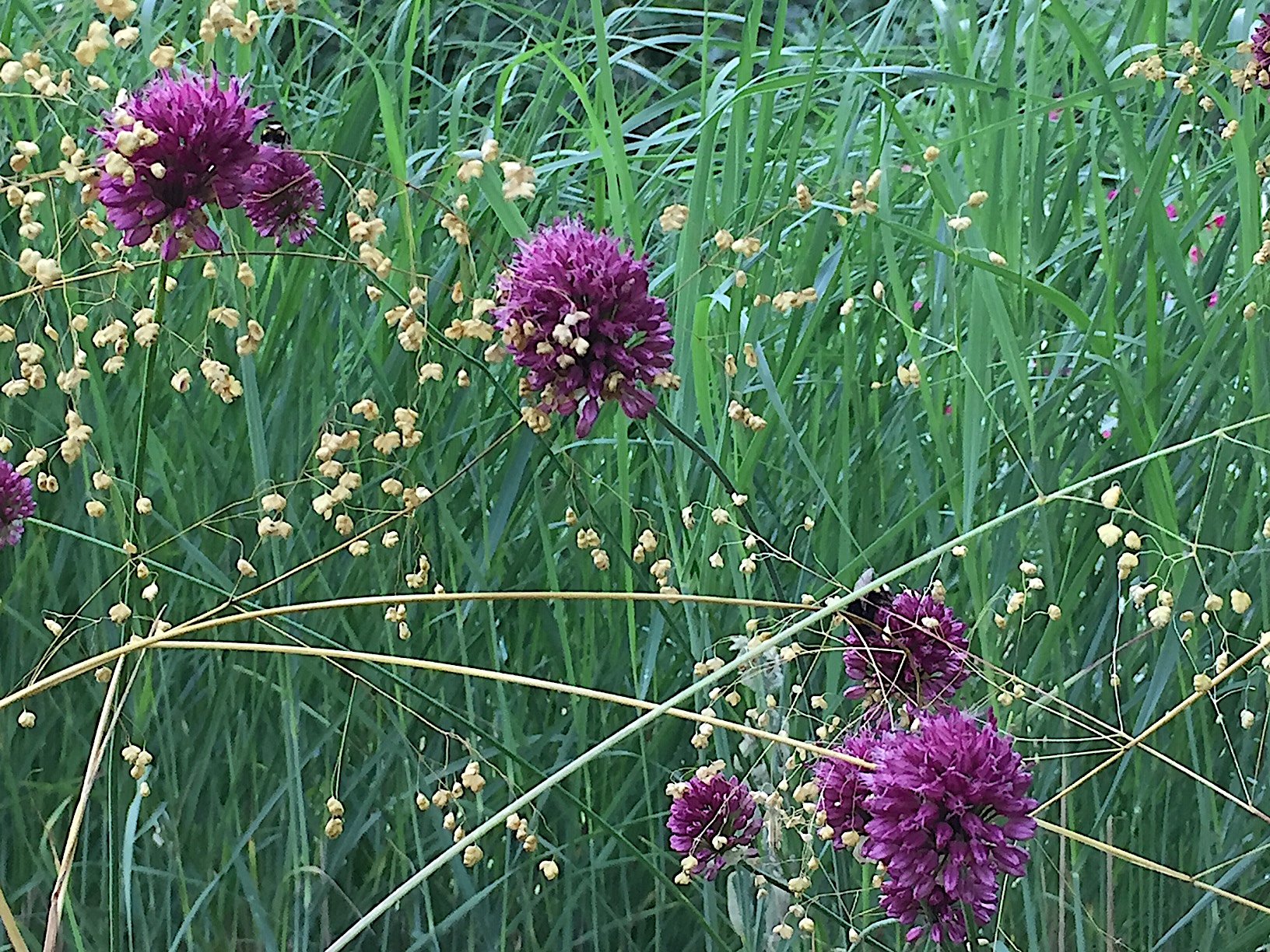 Allium sphaerocephalon (3 im Topf 9cm )