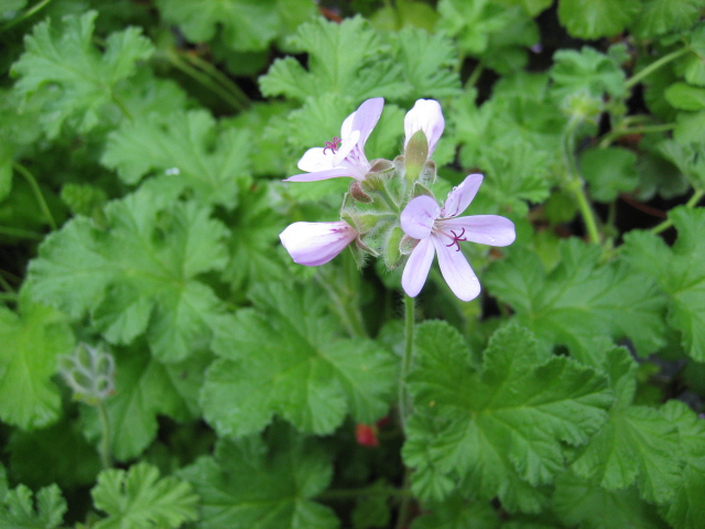 Pelargonium  ´Boubon- Rose`(i.10cmT.)